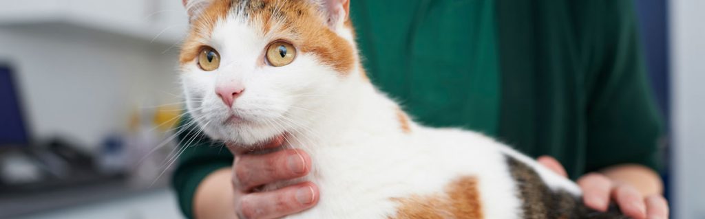ginger-and-white-cat-with-vet7